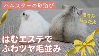 はむエステで、ふわツヤ毛並み蘇る【ジャンガリアンハムスター】～ハムスターの砂浴び