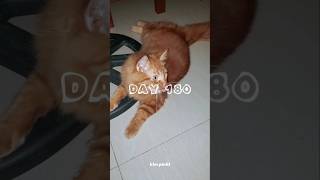 day 180 | bubba and rangu | part 47