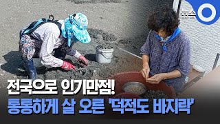 [인섬뉴스] 전국으로 인기만점! 통통하게 살 오른 '덕적도 바지락' / OBS 뉴스