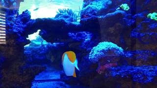 Early morning on the reef  Beautiful pyramid butterflyfish and gorgonias red and orange