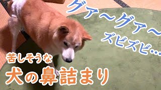 犬が鼻詰まりで苦しそうに呼吸している