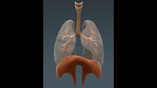 Lungs and diaphram #short #shorts #short