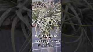 シードポッド炸裂！Tillandsia ionantha 'Zebrina' #shorts