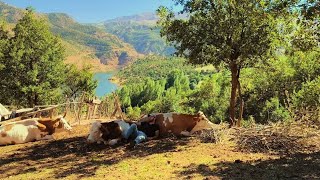 Köyde yalnız yaşayan adamın mutlu ve zorlu yaşam mücadelesi.Village life in turkey #köy#villagelife