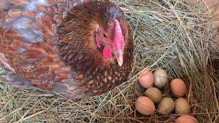 មាន់ក្រាបពង broody hens