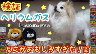 【ﾎﾟﾒﾗﾆｱﾝ ﾗｲﾄ】愛犬にヘリウムガスでドッキリをしかける★反応はどうなる、、？【Dog】What happens when the voice changes with helium gas?