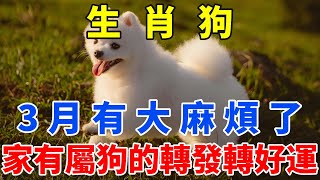 大事不妙！生肖狗3月有大麻煩了！誰家有屬狗的？快通知一下！【佛語禪音】#生肖 #命理 #運勢 #屬相 #風水