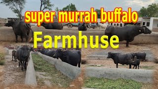 super murrah Buffalos in farmhouse|Beautiful dairy farmhouse|murrah animals meeting|Amazing calf fed