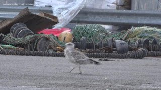 Seagulls are smarter than you may think