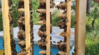 Она ари етиштириш жараёни #beekeeping #honey #bees #пчеловодство #пчеловод