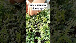 गमले में चना उगाना#YouTube #short #Rehan Khan #Chana harvesting