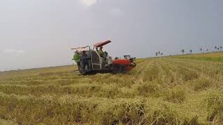 DS Rice Farming: Harvesting PHB79  Hybrid Rice for Dry Season 04.26.23