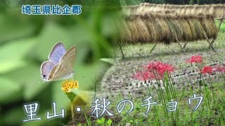 【埼玉県比企郡】里山・秋のチョウ/Japanese Autumun butterflies in \