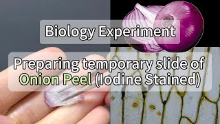 Preparing temporary slide/mount of Onion Peel (Iodine Stained) Under the Digital Microscope