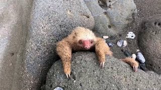 Baby Sloth Rescue in Costa Rica || ViralHog