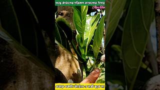 kathal Gach || কাঁঠাল গাছ || Jackfruit #agriculture #farming #gardening #agrituber