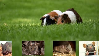 The world of mice: Rodent behavior and habitat | Fixo TV |