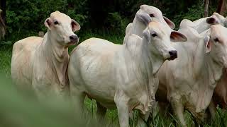 Alta Genética Ganadera Casanare. Ganaderia Los Ejidos Hacienda Mararave