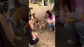 【実写】しかのこのこのここしたんたん🦌奈良公園バージョン☺️