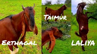 || Rehan Goat Farm || Tutapuri Meal and Female || Sojat Meal and Female || pink skin goat ||