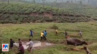 വാല്‍പ്പാറയിലെ ചതുപ്പില്‍ കാട്ടുപോത്ത് കുടുങ്ങി; രക്ഷകരായി വനംവകുപ്പ്|Valparai | Buffalo