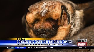 Two Oregon bats compete in Bat Beauty Contest