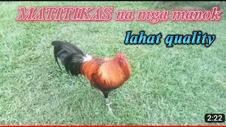 MATITIKAS NA MANOK PANABONG