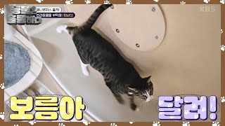 보호자가 있어야 캣휠 타주는 고양이?! 결론은 강제 운동🤣 [동물은 훌륭하다] | KBS 241012 방송