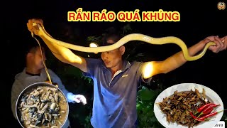 MỘT TỐI CÙNG CÁC CAO THỦ BẮT RẮN - TOÀN RẮN RÁO VÀNG VÀ CHẾ BIẾN MÓN QUÁ NGON ĐỘC LẠ / CƠM QUÊ TV