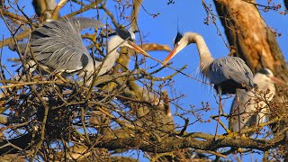 Nesting birds – Grey heron (Ardea cinerea)