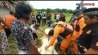 BOCAH DIMAKAN BUAYA SAAT MANCING, PERUT BUAYA DIBELAH UNTUK KELUARKAN JASAD KORBAN