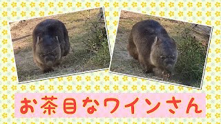 【wombat】お茶目なワインさん☆(He is Playful)