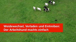 Weidewechsel, Verladen und Eintreiben: Der Arbeitshund machts einfach