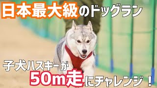 【名犬牧場】子犬ハスキーと50m走を全力ダッシュ！