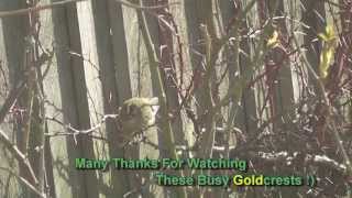 Goldcrest In My Garden