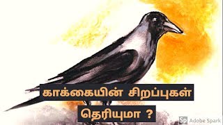 காகம் | Crow |  காக்கை |  @JanagiStories