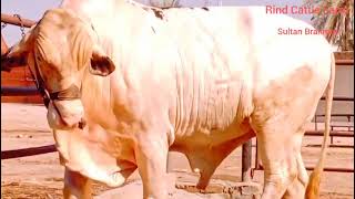 rind cattle farm sultan barhaman chachna shareef