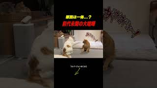 突然お兄ちゃんに喧嘩を売られる弟猫がこちら...。 #cat #ねこ#funny