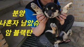 진돗개 네눈박이 #224. 구룡이와 예리 두리.  강아지( 분양 완료)선착순 분양합니다 블랙탄 암(한분만요)