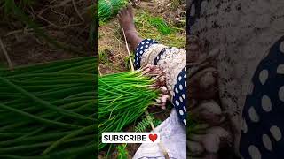 Spring Onions Harvesting  🍟️🥗🍜 ගස් ළූණු අස්වනු නෙළීම #agriculture #organicfarming#plants #vegetable