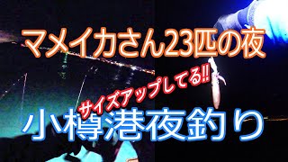 【北海道石狩湾・小樽釣り】小樽港夜釣りでマメイカさん23連発!!（ヒイカ・ジンドウイカ・エギング・スッテ・ソイ・投光器）