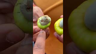 Kaaju ki chori #goa #cashew #cashewfarming #familytrip #trending #shortvideo #shorts