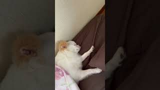 布団で爆睡する愛犬/dog sleeping in bed