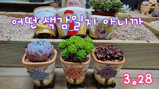 23.3.29.너무 이뽀서~분갈이 하고 퇴근해야죠~