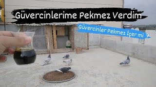 Güvercinlerime Pekmez Verdim/Güvercin Pekmez İçer Mi ?