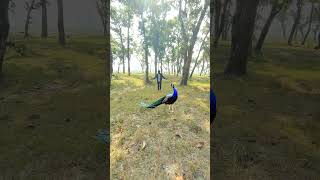 #viral video peacock 🦚 so cute #birds #peacock #mor #wildlife #vtr #vtrjungle #animalsounds