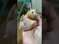 黃金鼠 胖丁 放我下去！！！ hamsterbabys hamsterbabies pets cute cuteanimals 倉鼠 倉鼠日常