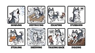 8 Things You Need to Know Before You Get a Husky