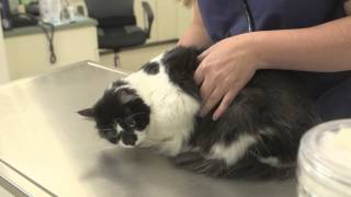 Instructions for Post-Op Neutered Cats : General Cat Health