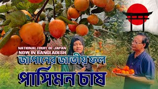 দেশের মাটিতে জাপানের জাতীয় ফল পার্সিমন || মডার্ন হরটিকালচার || Persimmon Fruit In Bangladesh